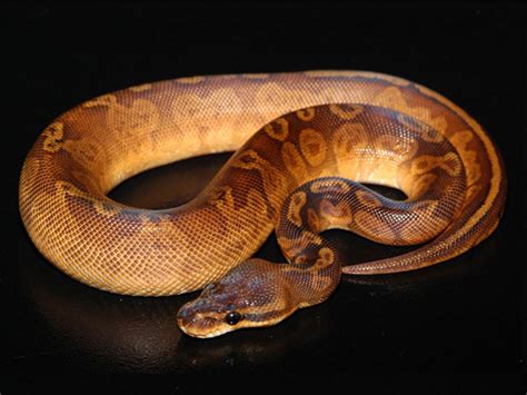 sunset ball python